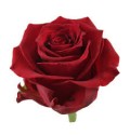 ΤΡΙΑΝΤΑΦΥΛΛΑ ΚΟΚΚΙΝΑ 60εκ. εισαγ.ROSEN  RED LION 60cm